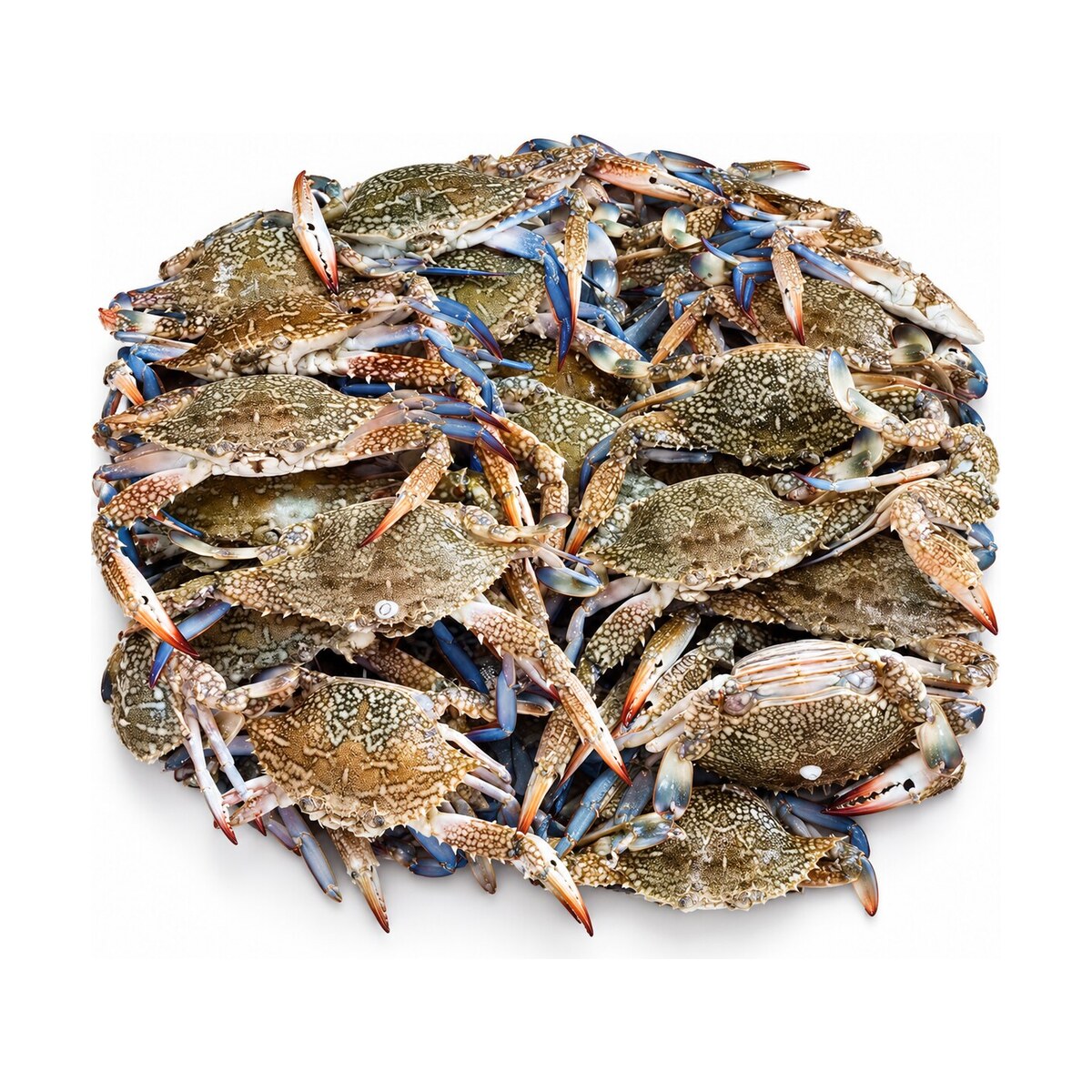 סרטן ים — Sea Crab