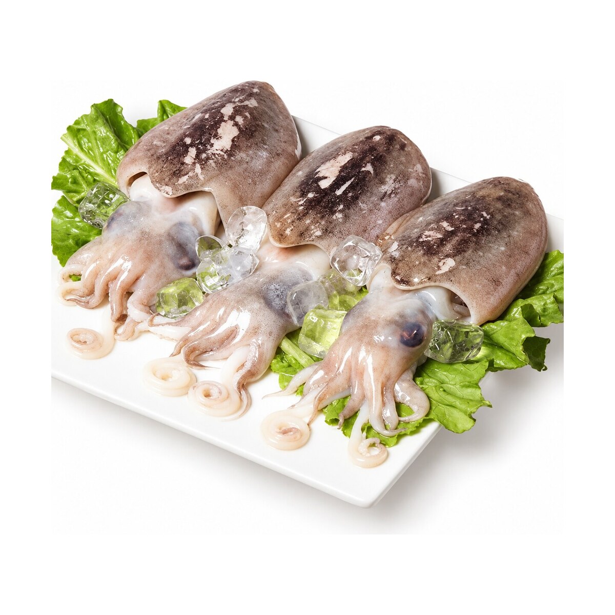 קלמארי — Squid